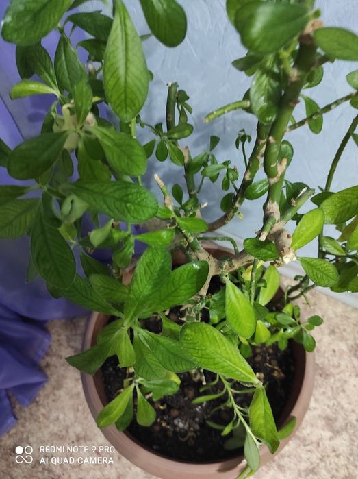 Продам комнатные растения.