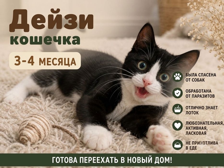 Котята бесплатно