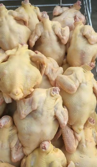 куриное мясо продам