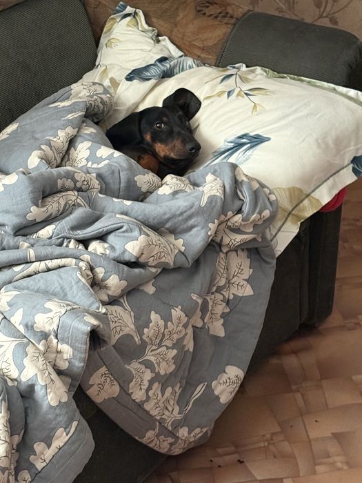 Такса кабель на вязку