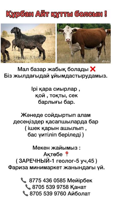 Қой сиыр сатылады