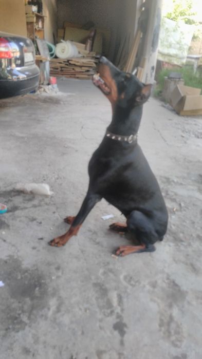 Щенки добермана в продаже