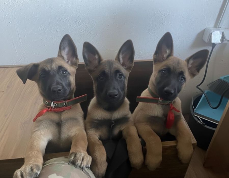 Бельгиская малинуа