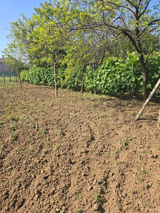 Продава се Къща в с. Калипетрово, Област Силистра - 45 кв.м за 680 €/кв.м - Снимка #12