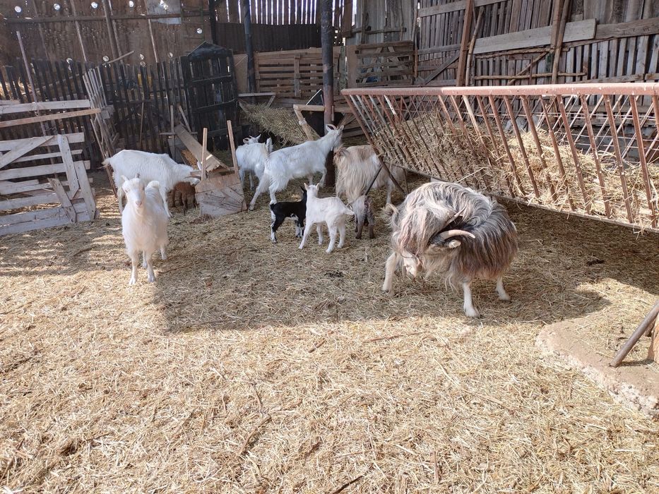 Capre cu iezi de vanzare