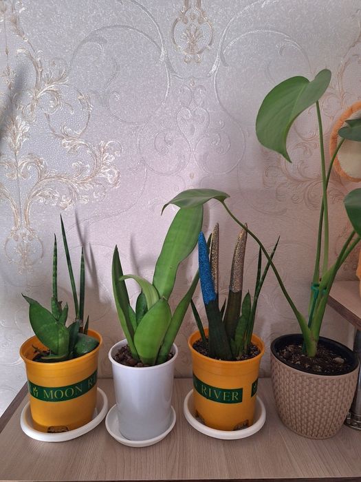 Продается комнатные цветы