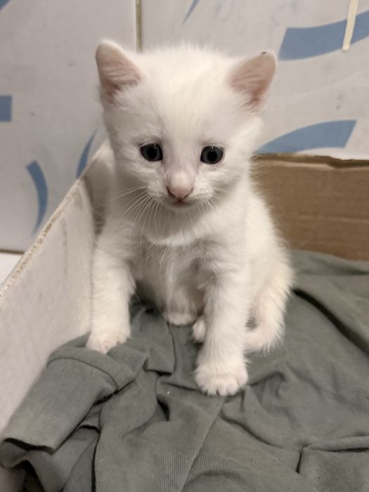 Котята короткошерсть британские