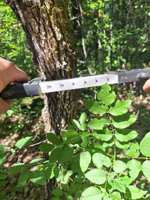 Продавам гора -  10,900 дка