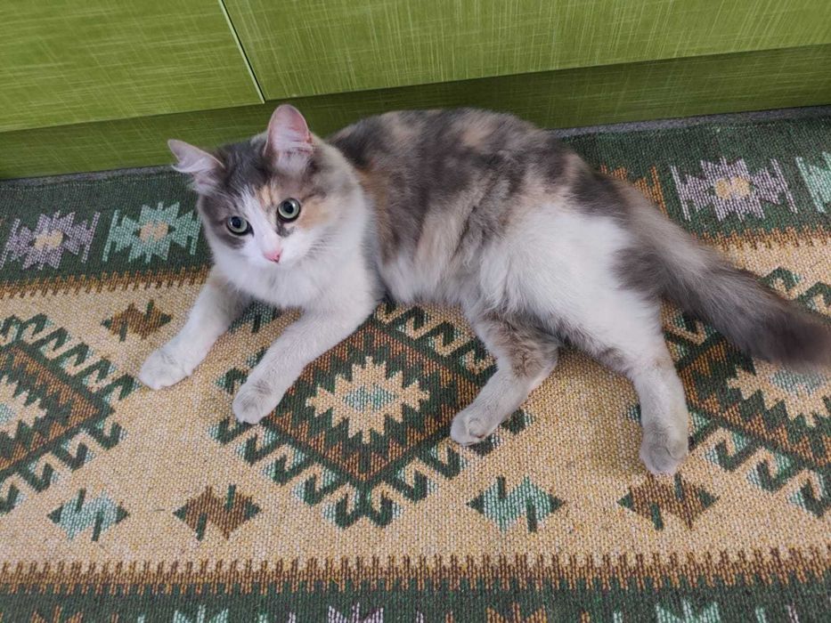 Отдам даром кошку