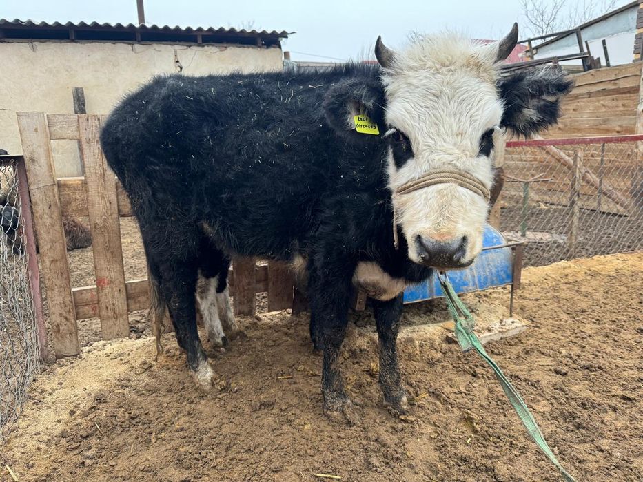 Жемде тұрған Қашар