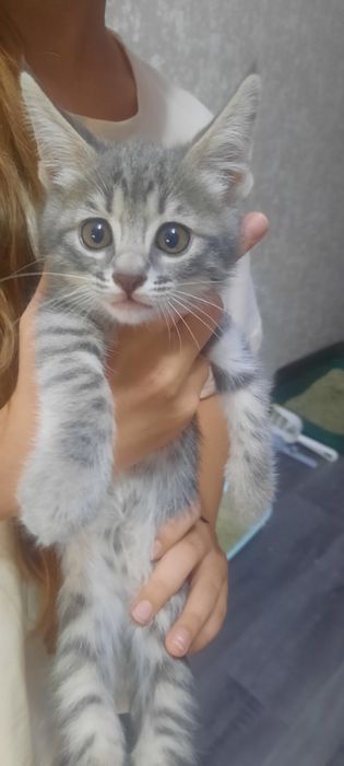 Отдаю котят в добрые руки