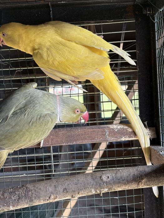 Разменям малки Александъри