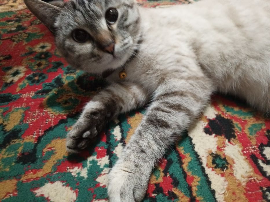 Uyda boqilgan. Zottor mushik