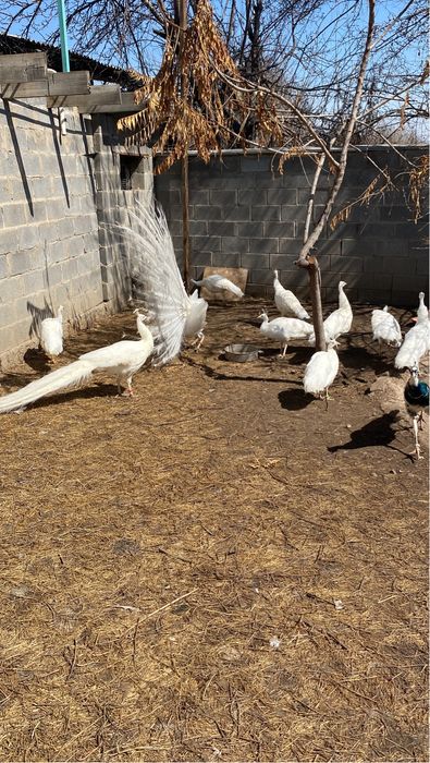 Молодые павлины белые павлин