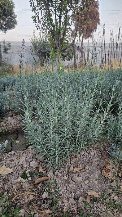 Lavanda Fransuskiy sort