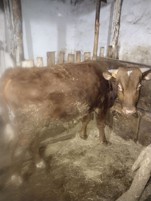 Продам годовалого бычка.
