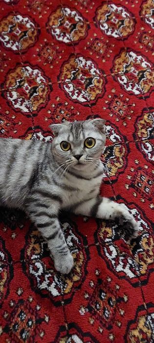 Зотдор мушук сотилади.