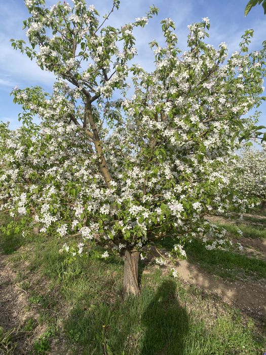 Яблоневый сад продажа 25 га