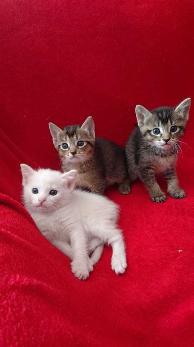 Белые чаузята впервые в Алматы