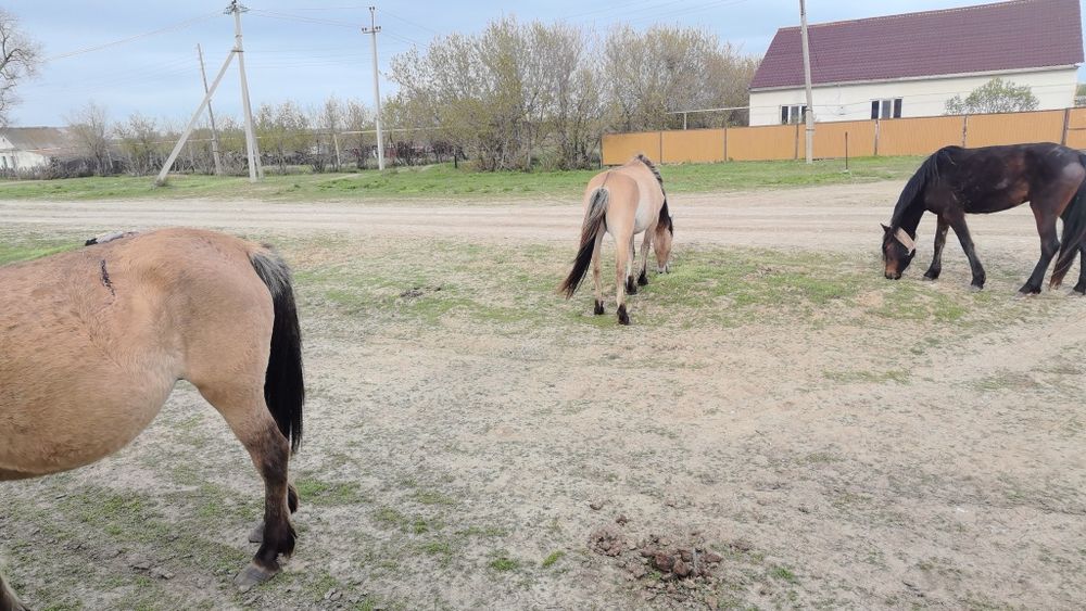 Биелер-кобылки !