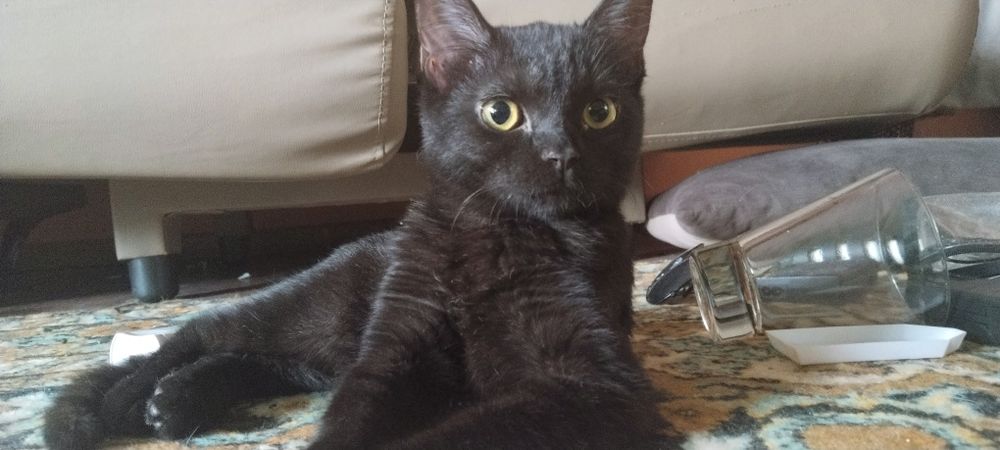 Отдам котенка в добрые руки