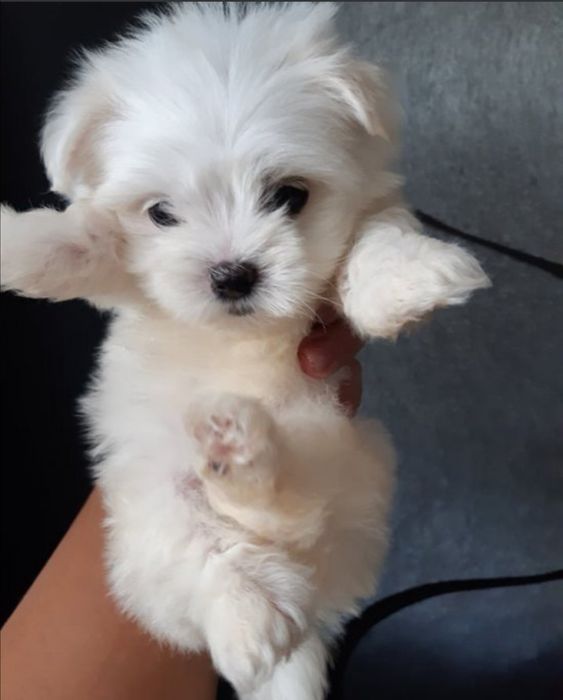 Мини Малтийска болонка