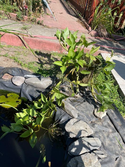 Водни растения много видове.