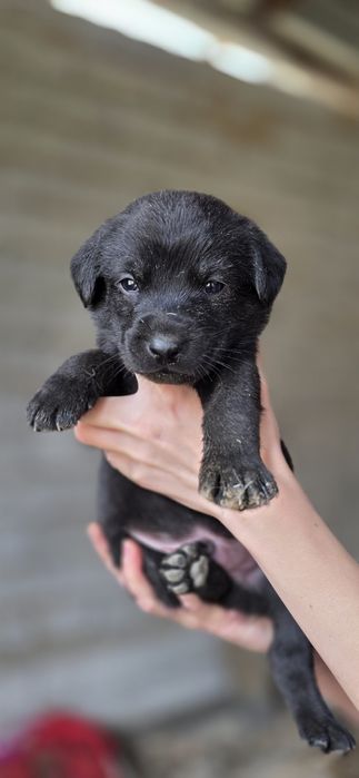 Пристраиваются в добрые ручки. Пристройство по договору