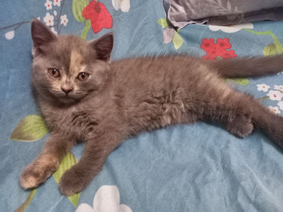 Продам котёнка скоттш страйт девочка