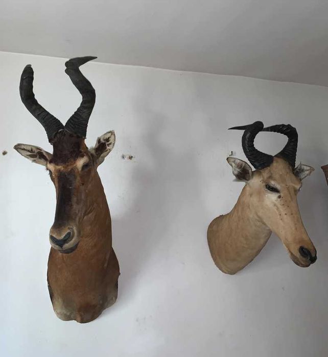 Trofeu Antilope            .