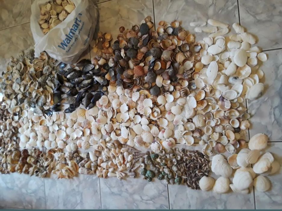 Corali,stele,arici de mare,scoici,etc