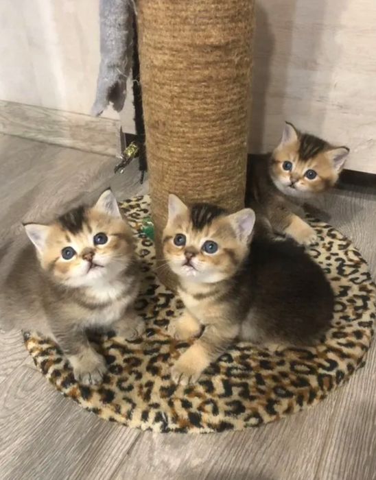 Шотландские котята в окрасе золотая шиншилла