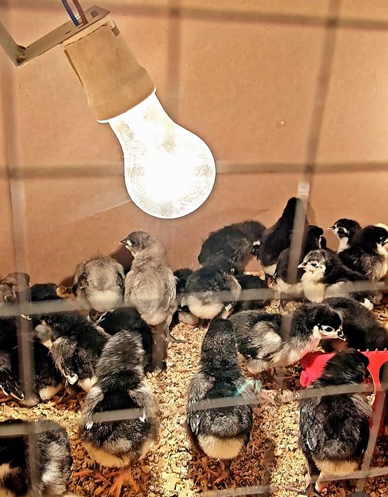 Avstralops Rumin joʻja | Toza qon | 7-10 kunlik vaksinalangankun

100