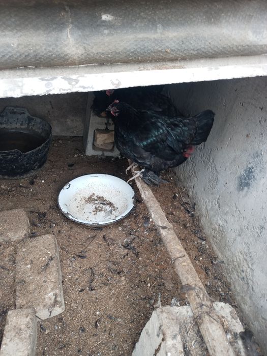 Qora tovoqlar sotiladi