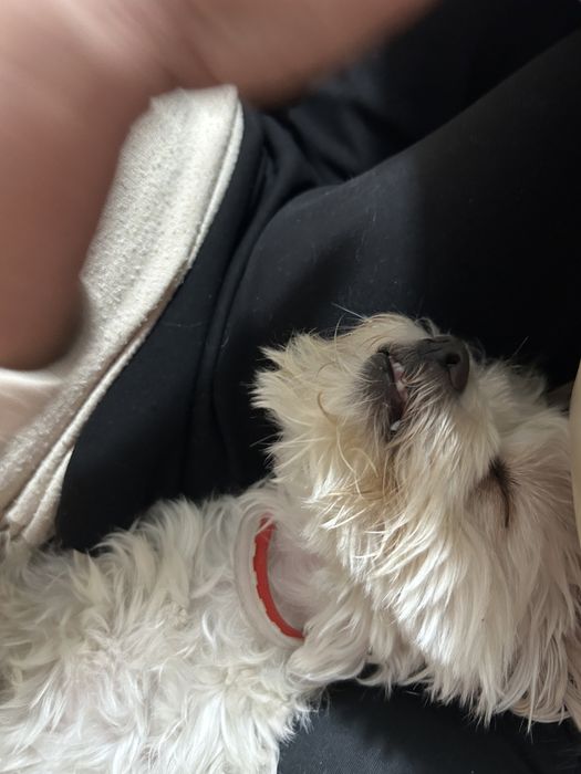 Plimb câini in Bucuresti!