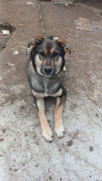 Отдам собачку в добрые руки