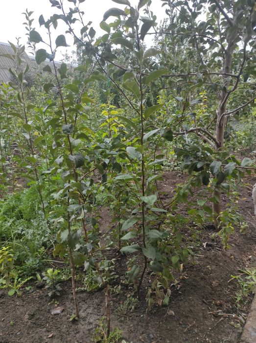 Продам саженцы груши, яблони