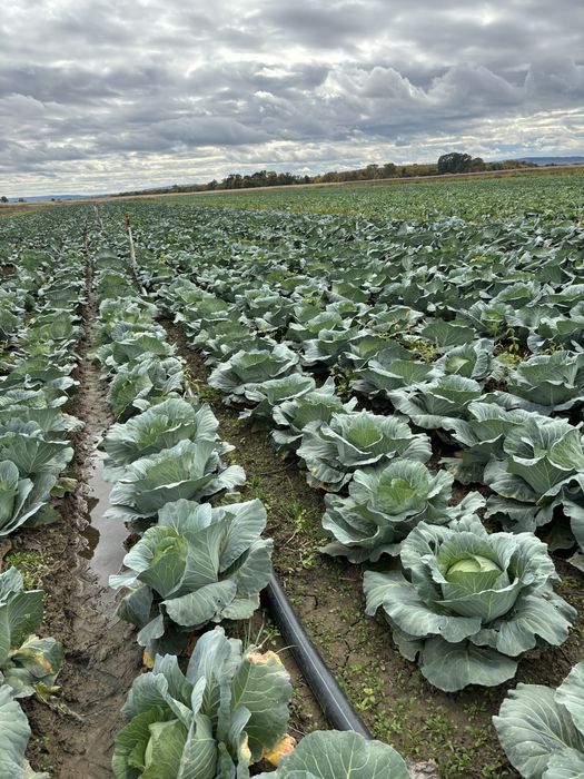 vând varză proaspătă