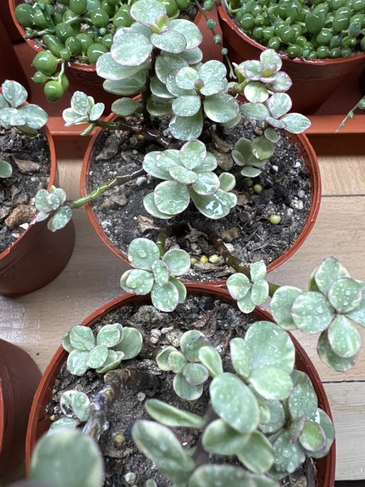 Продам партулакарию вариегатную!