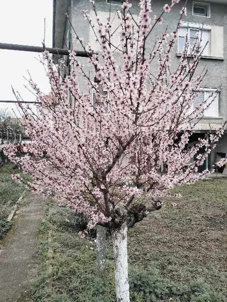 Продава се Къща в Баня - 206 кв.м за 777 €/кв.м - Снимка #3