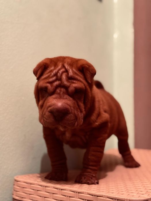 Продам щенка шарпея