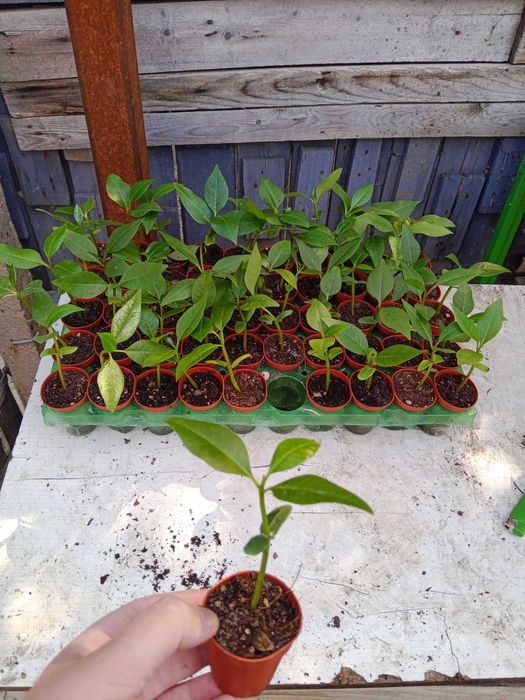 Плумерия - Франджипани