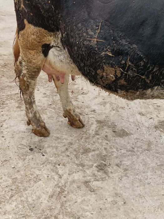 Vacă gestantă de vânzare