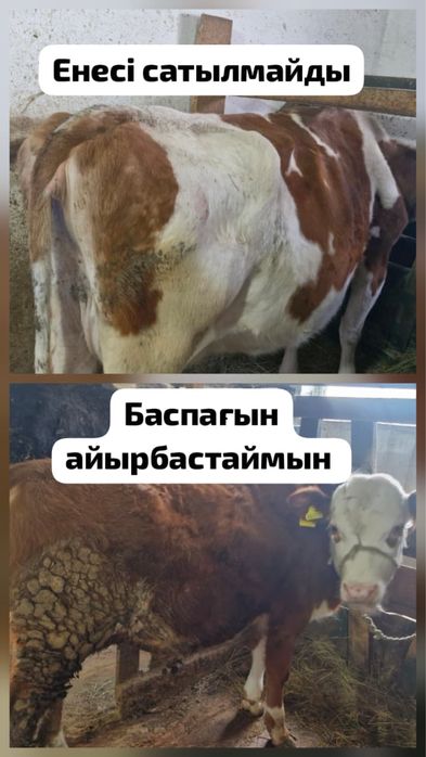 Баспақты Қашарға айырбастаймын