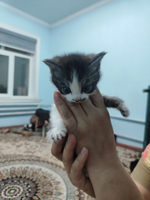 Продаются котята