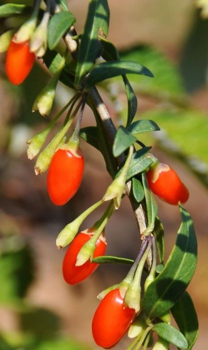 Arbusti Fructiferi (GOJI )
