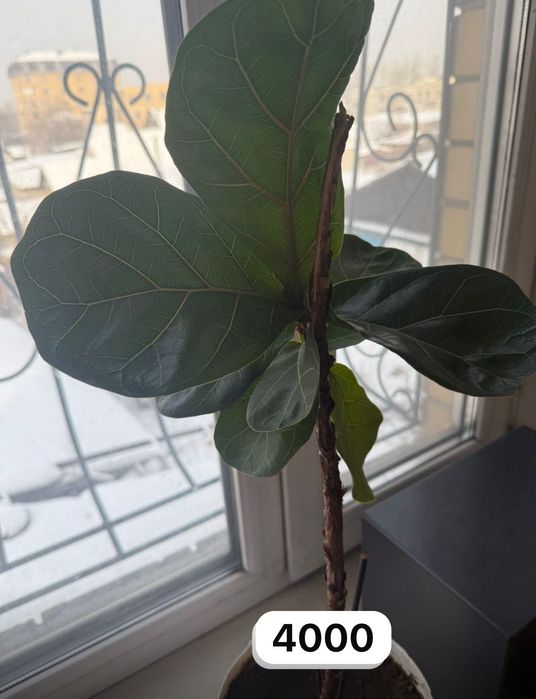 Продам комнатные цветы