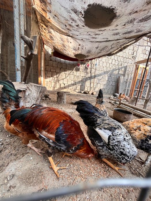 Хуроз Хуроз  Петух Петух