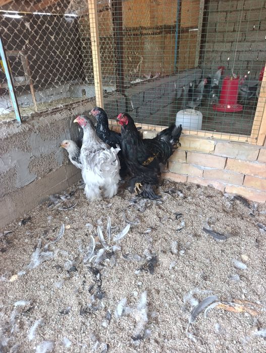 Продам петушков брамы