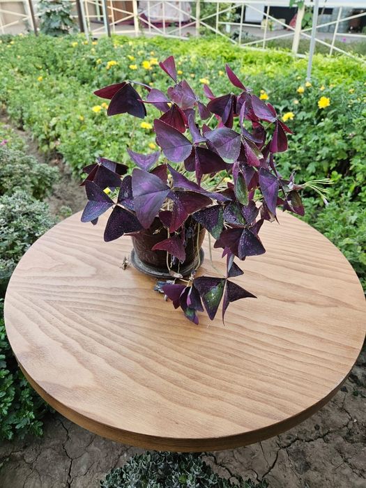 Үй гулдері сатылады